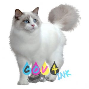 cat_PNG50492
