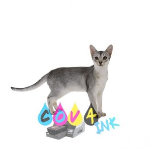 cat_PNG50536