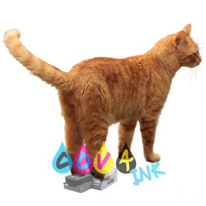 cat_PNG50543