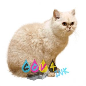 cat_PNG50550