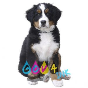 dog_PNG23605
