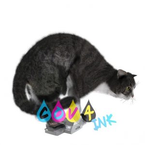 cat_PNG1635