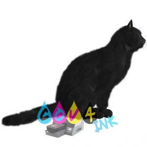 cat_PNG50415