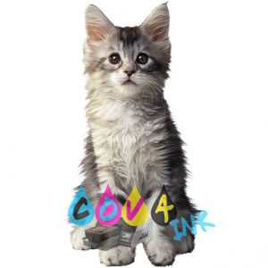 cat_PNG50417