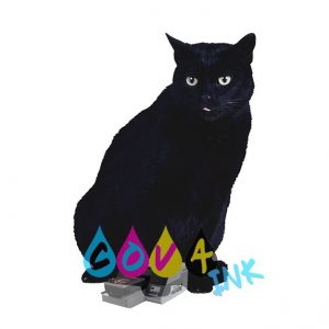 cat_PNG50419