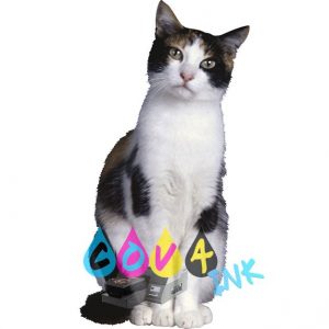 cat_PNG50422