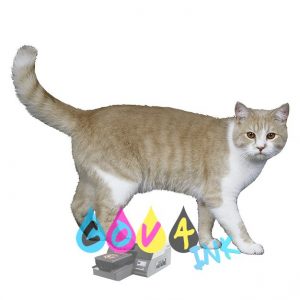 cat_PNG50424