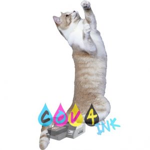 cat_PNG50425