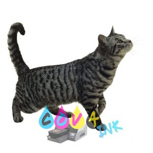 cat_PNG50426
