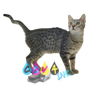 cat_PNG50427