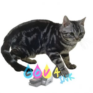 cat_PNG50428