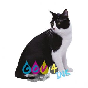 cat_PNG50429