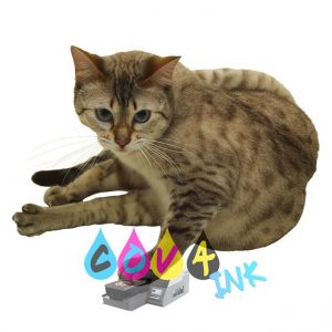 cat_PNG50441