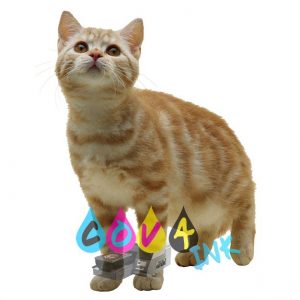 cat_PNG50444