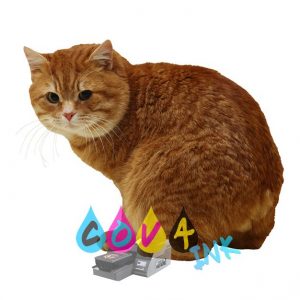 cat_PNG50445