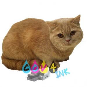 cat_PNG50446