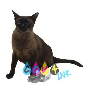 cat_PNG50467