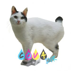 cat_PNG50470