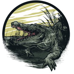 Alligator